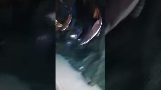 океанариум в Москве смотреть онлайн