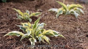 Почему у хосты желтеют листья и что делать