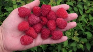 МАРИЯ мой самый любимый сорт малины