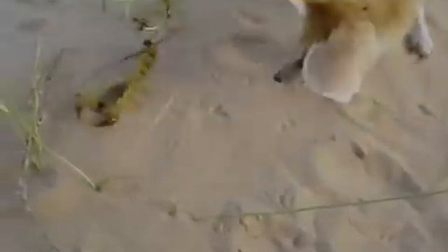Fennec Fox eats a scorpion, смотреть онлайн