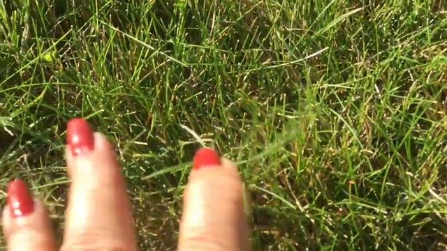 Выращивание рулонного газона: бизнес план смотреть онлайн