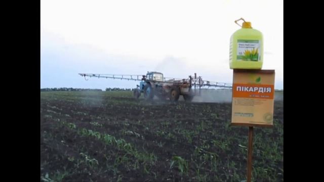 Семена подсолнечника Пикардия под Евролайтинг Урожай 2017 года! смотреть онлайн