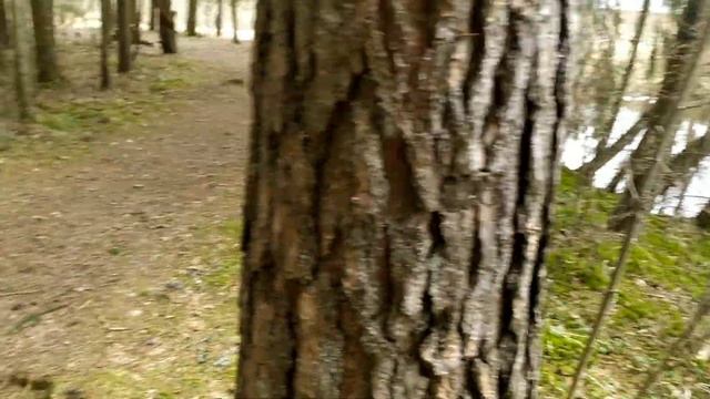 Бобриное государство.Bebru Valstība. Прогулка по природной тропе. Dabas taka. смотреть онлайн