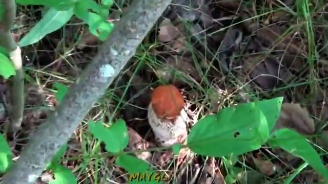 В лес по грибы. смотреть онлайн