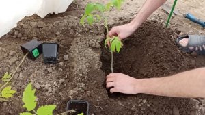 СУПЕР СПОСОБ ПОСАДКИ ВЫТЯНУВШЕЙСЯ РАССАДЫ ТОМАТОВ