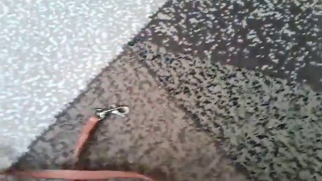 Амуниция для собак смотреть онлайн