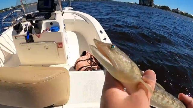 TOSSED a GULP! SHRIMP in the BAY and CAUGHT This *NEW Species on Channel смотреть онлайн