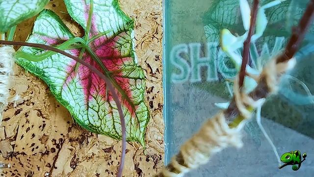 МОИ БОГОМОЛЫ !! )) смотреть онлайн