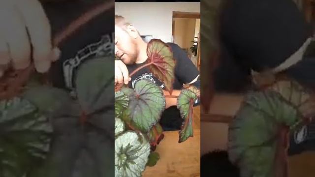 Begonia rex cuttings смотреть онлайн