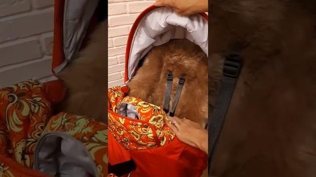 Stokke Winterkit (зимний комплект) смотреть онлайн
