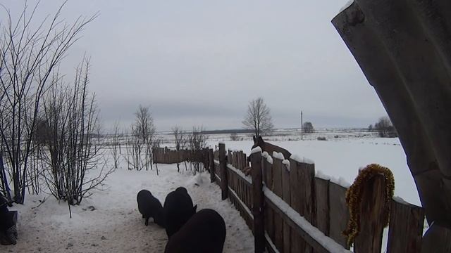 Вьетнамские поросята // Желтая земляная свинья // Поздравление // Салют // Жизнь в деревне! смотреть онлайн