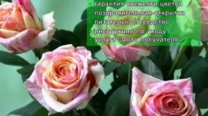 Французские розы сорта Фиеста
