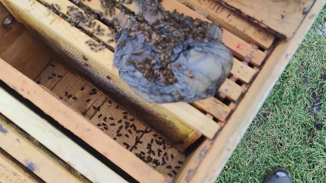 ДВЕ НЕДЕЛИ С РАСПЛОДОМ В СЕМЬЯХ В ЗИМУ подкормка и осмотр пчелиных семей ✅??