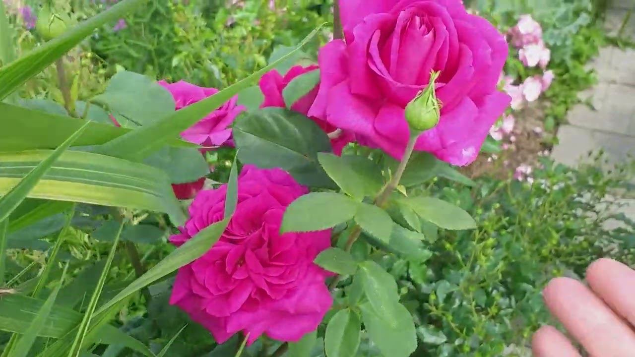 ЛЕТО САД РОЗЫ Съемка 7 июля смотреть онлайн