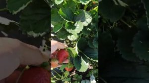 Клубника сорт Кабрилло. СуперКабрилло!