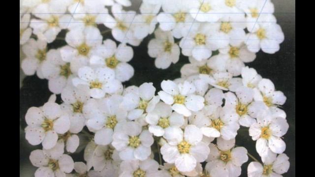 Христианский диск "Благословенно имя Твое" детское пение МХО МСЦ ЕХБ смотреть онлайн