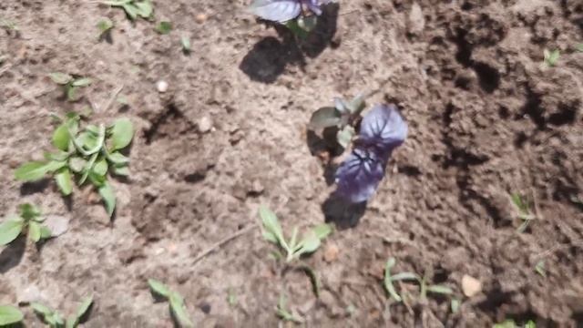 ?"Дачный сезон" Уход за растениями.Рукола и Базилик-рыхление и пересадка.Клубника-первые плоды. смотреть онлайн