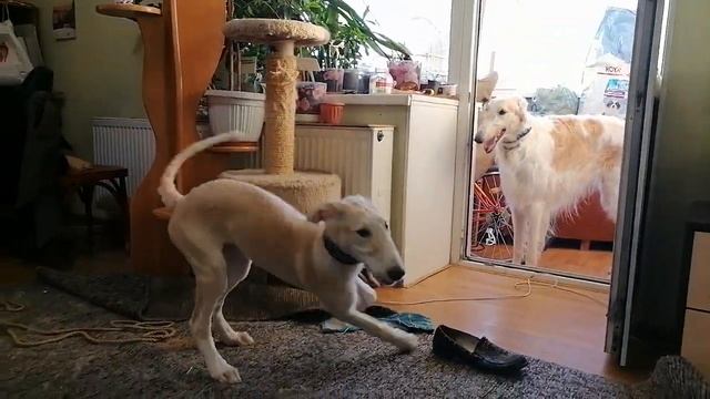 щенок русской борзой в квартире. Хана порядку за одну ночь. Собачий дом, безопасный и комфортный. смотреть онлайн