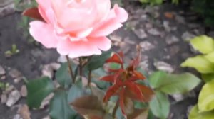 Розовая роза  сорта Квин Элизабет ( начало цветения ). Queen Elizabeth  rose.