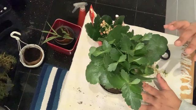 Kalanchoe Pruning, Re-potting and care tips смотреть онлайн