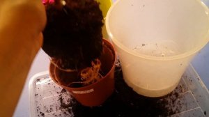 Пересадка Гибискуса Double peach..21.02.2020.