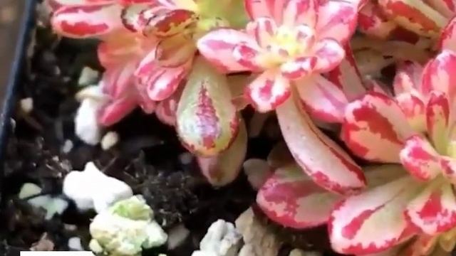 linda SUCULENTA AEONIUM SEDIFOLIUM en 2022 смотреть онлайн