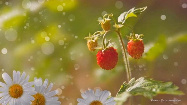 Илемлĕ сачĕсем смотреть онлайн