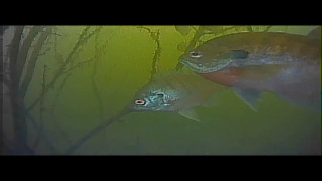 ? Eyoyo Portable Underwater Fishing Camera. Live Testing and Video! ? смотреть онлайн
