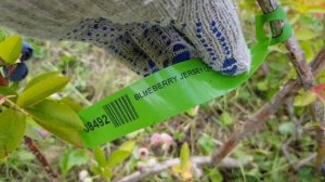 ВЫРАЩИВАЕМ  ГОЛУБИКУ в ПОДМОСКОВЬЕ. СОРТА ГОЛУБИКИ. ТопСад