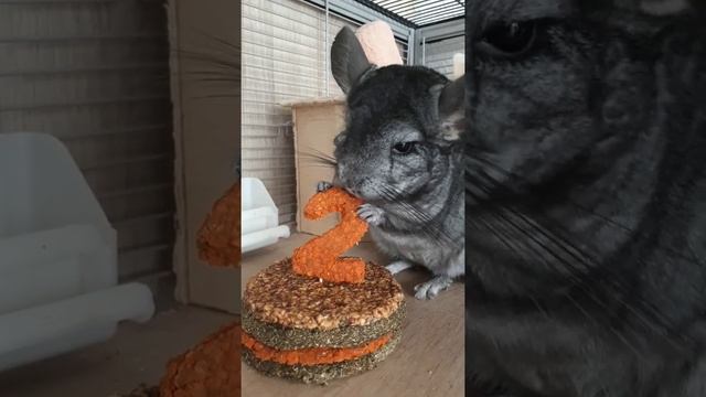 ДЕНЬ РОЖДЕНИЯ ШИНШИЛЛЫ| CHINCHILLAS GEBURTSTAG смотреть онлайн