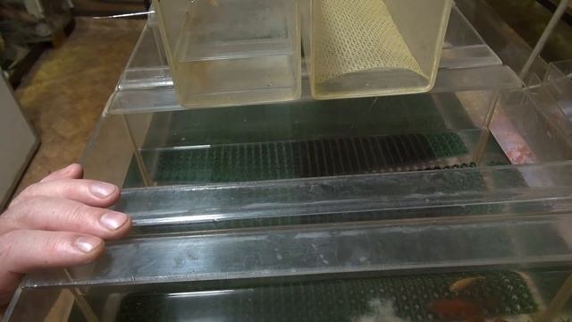 методика разведения многих видов карповых и харациновых рыб. смотреть онлайн