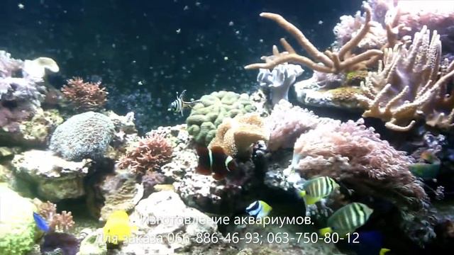 Морской аквариум смотреть онлайн