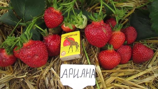 АРИАНА -СЛАДКАЯ НОВИНКА-🍓саженцы клубники смотреть онлайн