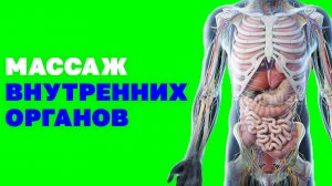 Как восстановить работу внутренних органов? Улучшение кровообращения ЖКТ! Упражнения цигун