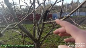 Черный рак на деревьях //малышня и супчик.