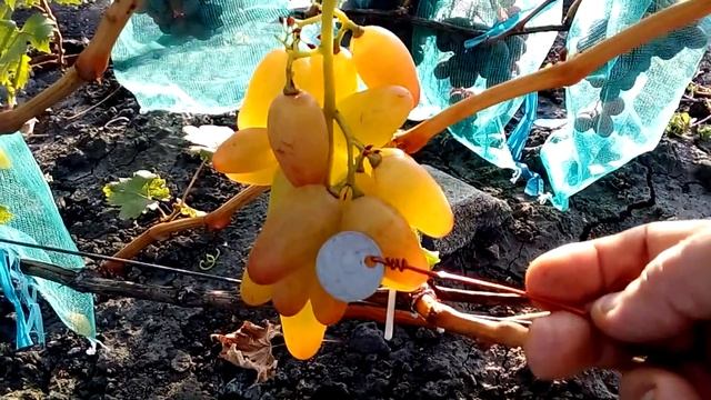 Виноград Артек - 2018 год смотреть онлайн