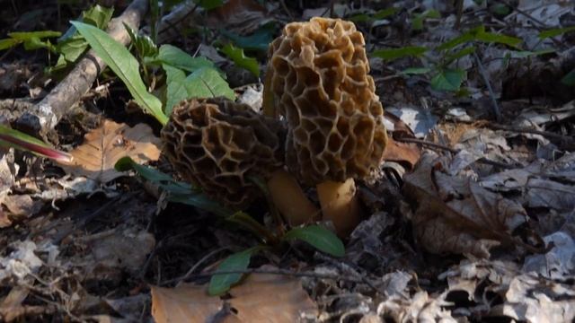 Morchella esculenta couleur brun foncé смотреть онлайн