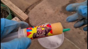 Надоели муравьи в теплице? Есть проверенное, надёжное средство.