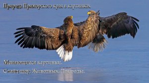 Природа Приморского края в картинках. Меняющиеся картинки. Слайд шоу; Животных, Природы Часть 2.mp4