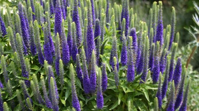 Уход и выращивание растений в домашних условиях