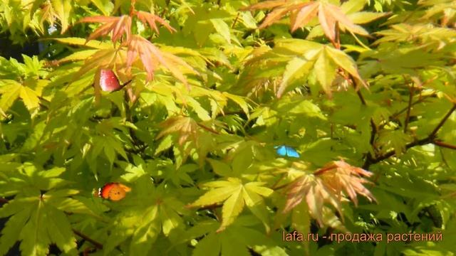 Клен обыкновенный (acer palmatum) ? обыкновенный клен обзор: как сажать, саженцы клена смотреть онлайн