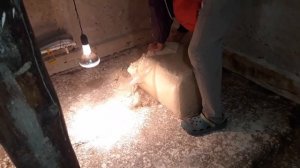Сарай для бройлеров почти готов