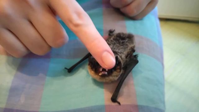 Двухцветный кожан. смотреть онлайн