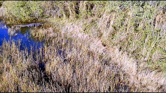 Ruko SJRC F11 Pro Drone with Alligators - Great Starter Drone смотреть онлайн