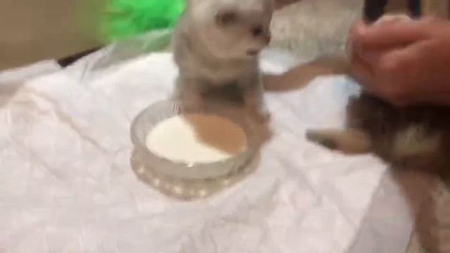 Как Кормить Котят?-28 дней смотреть онлайн