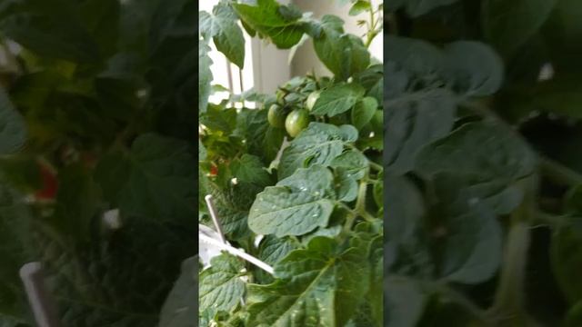 смотрите что выросло?балконное чудо черри смотреть онлайн