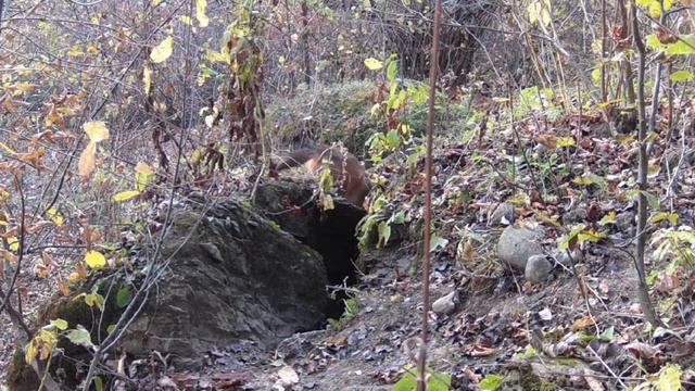 Шакал у барсучьей норы