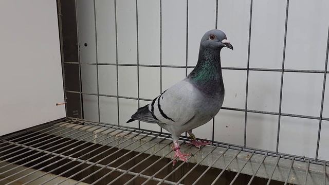 安順鴿園-訂價鴿NO.18. 23-892274灰♀ смотреть онлайн