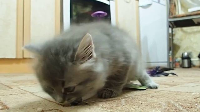 Пушистый двухмесячный котенок смотреть онлайн