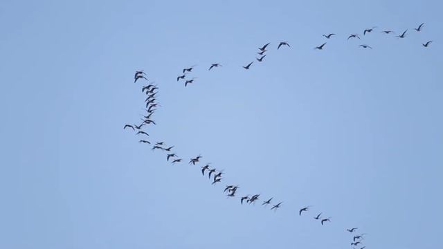 Тетерев на току. black grouse смотреть онлайн